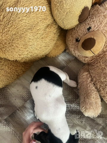 ДЖАК С ВАКСИНА И ПАСПОРТ-ДВА МЕСЕЦА 2210250743, снимка 4 - Джак ръсел териер - 52138533