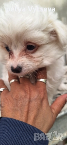 Продавам малтийски булонки , снимка 1