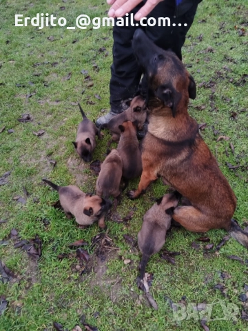 Белгийска овчарка Малиноа, снимка 4 - Белгийска овчарка - 52793479