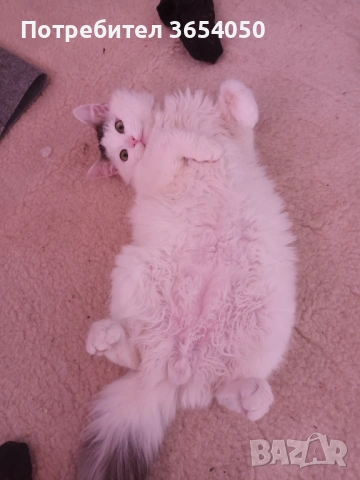 Сибирски ангорец с хигиенни навици , снимка 7 - Ангорски - 53137766