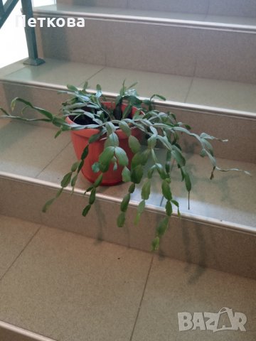 Коледничета, Великденчета