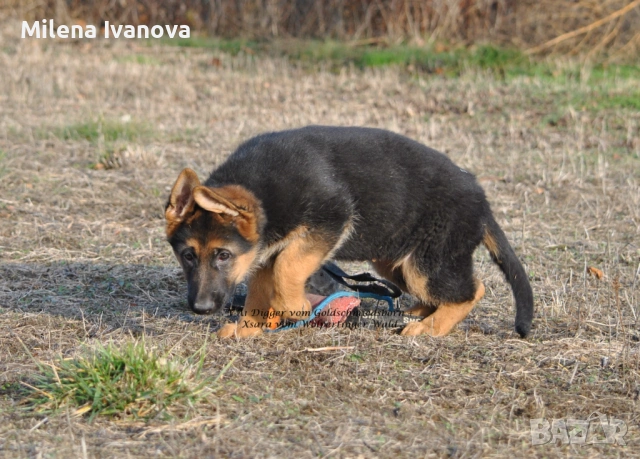 Немски овчарки от легитимен развъдник , снимка 5 - Немска овчарка - 53035640