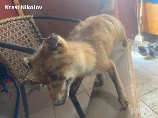 Препарирана. Лисица, снимка 5 - Други стоки за дома - 53411726