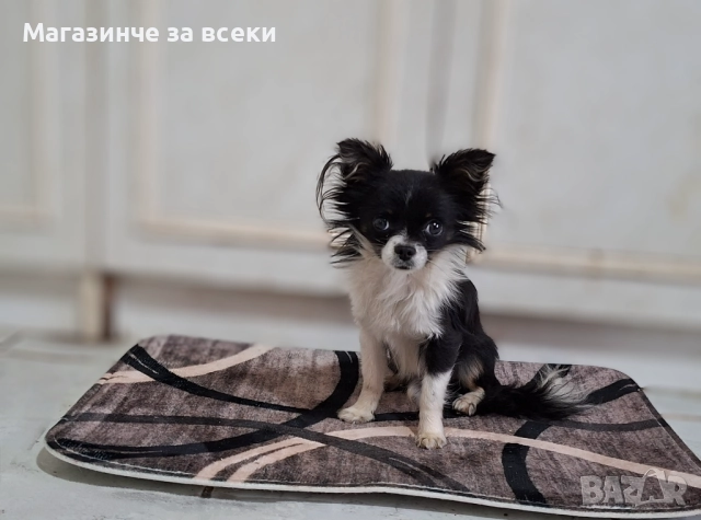 Мъжки чихуахуа търси женска, снимка 14 - Чихуахуа - 52471162