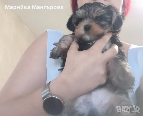 Мини Йоркита много игриви , снимка 7 - Йоркширски териер - 52299919
