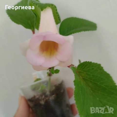 синuнгия, снимка 2 - Стайни растения - 50769848