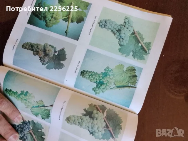 Ампелография с основи на винарството, снимка 2 - Специализирана литература - 50065627