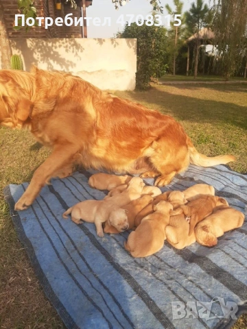 Голдън ретривър карамел момче, снимка 5 - Голдън ретривър - 53260030