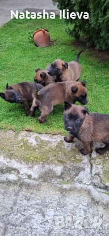  Белгийска овчарка малиноа , снимка 9 - Белгийска овчарка - 52859706