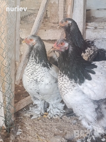 картал брама , снимка 2 - други­ - 52591246