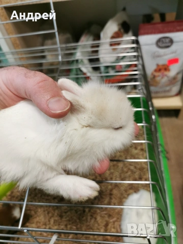 Мини декоративни зайчета 