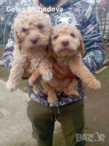 Чисто кръвни лагото романьоло , снимка 2 - Други - 53015613