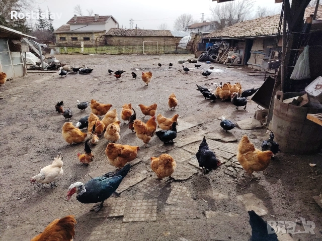 породисти кокошки , снимка 3 - Кокошки и пуйки - 53486745