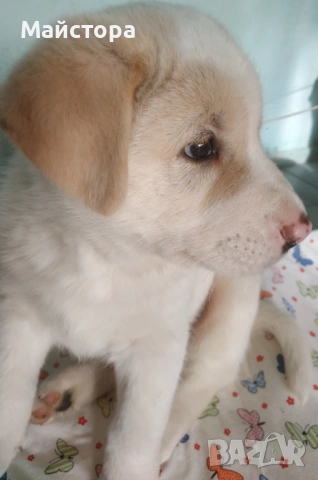 Продавам куче Акита, снимка 7 - Акита - 53533566