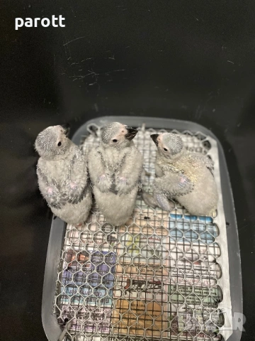 Ръчно хранени папагали Жако, снимка 6 - Папагали - 53004858