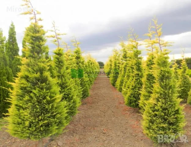 Кипарис Лейланди (Златен ездач), снимка 3 - Градински цветя и растения - 49938287