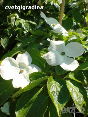 Cornus Rutdan (Корнус Рутдан)