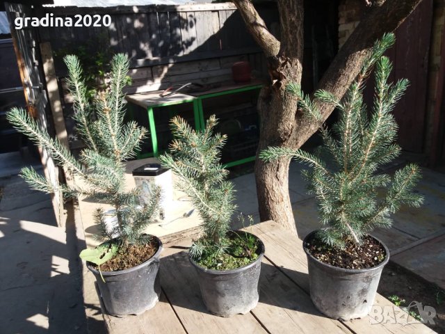 Сребрист смърч (Picea pungens), снимка 6 - Градински цветя и растения - 29531057