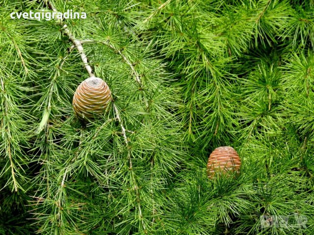 Cedrus deodara (Хималайски кедър), снимка 2 - Градински цветя и растения - 43365675