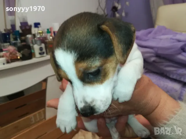 джакове-малки кученца 250лв за брой-джак ръсел 2601250935, снимка 15 - Джак ръсел териер - 48831059