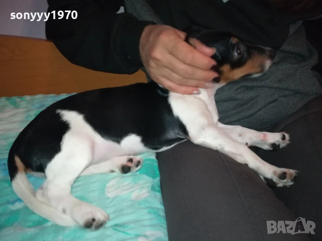 СЛАДКА КУКЛА ДЖАК РЪСЕЛ-0311250521, снимка 9 - Джак ръсел териер - 52269517