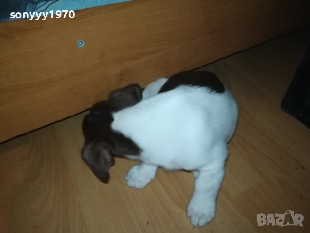 ДЖАК РЪСЕЛ ТЕРИЕР 0510250821, снимка 7 - Джак ръсел териер - 51948696