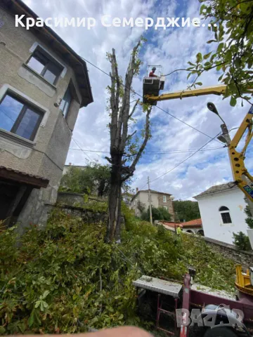 Рязане, кастрене и премахване на опасни и високи дървета в Пазарджик и околността, снимка 3 - Други услуги - 48948613