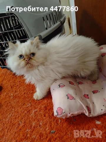 Продавам персийски котенца , снимка 4 - Други - 52679395