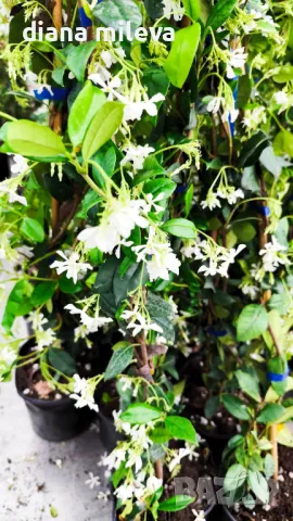 Жасмин, Trachelospermum Jasminoides, вечнозелен, студоустойчив, снимка 9 - Градински цветя и растения - 44919994