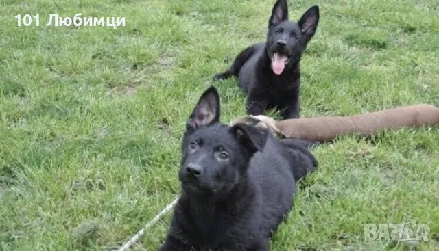 Черна овчарка с родословие, снимка 3 - Немска овчарка - 47450226