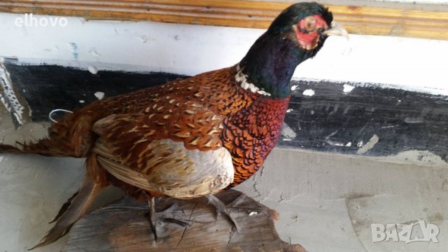 Препариран фазан, снимка 5 - Други ценни предмети - 38008906