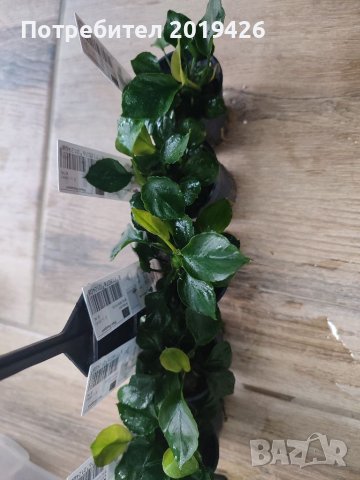 Анубиаси видове , снимка 5 - Други - 40880418