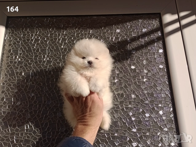 Мъжки Померан. Реални снимки от 12.01.26 г. , снимка 2 - Померан - 53069707