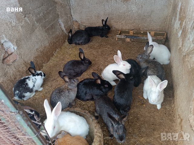 зайчета , снимка 4 - Други - 43054609