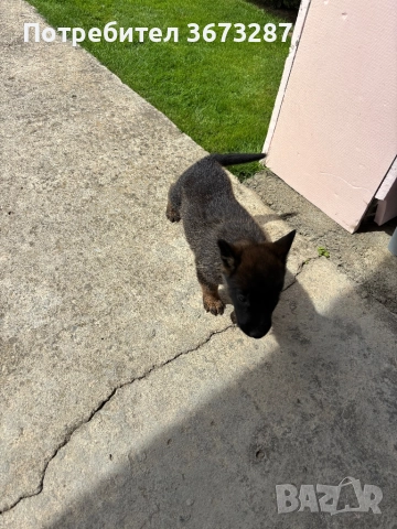 Белгийска овчарка милиноа, снимка 2 - Белгийска овчарка - 51667075