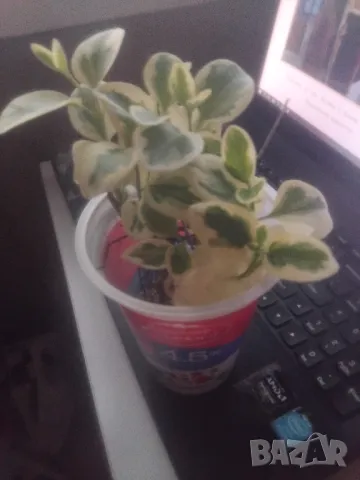 МНОГО КРАСИВО ХРАСТЧЕ СЪС ШАРЕНИ ЛИСТА