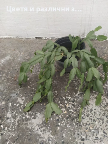 стайни растения по  1 лв + отстъпка, снимка 1