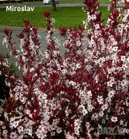 Червенолистна слива (джудже), снимка 5 - Градински цветя и растения - 49812728