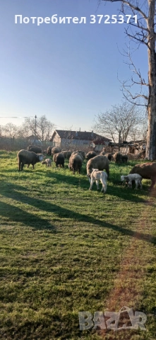Продавам 26 бр. Овце, снимка 6 - Овце - 52891766
