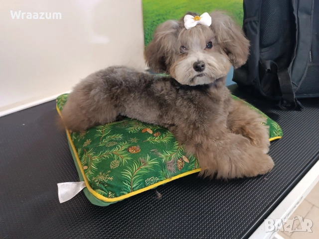 Малтипу (болонка+ТОЙ пудел)