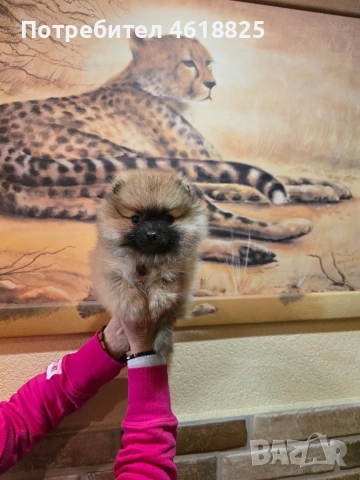 Померан женски , снимка 5 - Померан - 52942075