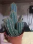 Продавам кактус Pilosocereus magnificus   , снимка 2