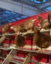 Кокошки носачки ломан браун