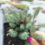 Седум „Син Смърч“, Sedum „Blue Spruce“, снимка 7