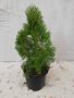 Продавам Западна Туя Смарагд , снимка 2