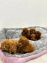 Мини Пудел / Mini Poodle, снимка 7
