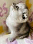 Шотландско клепоухо момиче. Сръбрена чинчила. Scottish fold, снимка 2
