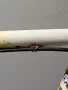 Нео Ретро Шосейно Колело Raleigh Reynolds 653, Dura Ace, снимка 15