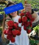 продавам разсад ягоди и малини , снимка 1 - Разсади - 44131432