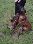 Белгийска овчарка Малиноа, снимка 4